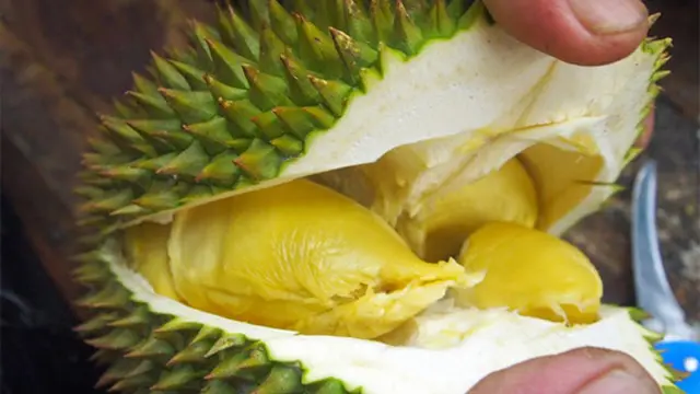 Durian dikenal sebagai rajanya buah. Disamping memiliki rasa lezat yang khas dan bau yang cukup tajam, durian ternyata menyimpan banyak manfaat baik untuk tubuh.