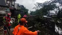 Badan Penanggulangan Bencana Daerah (BPBD) DKI Jakarta mengatakan, satu pohon jenis angsana tumbang di Jalan H Amsir RT004/RW002, Cipinang Melayu, Makassar, Jakarta timur pada Jumat (24/02/2023). (Foto: Dokumentasi BPBD DKI Jakarta).
