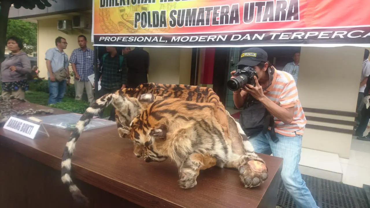 Kulit Harimau