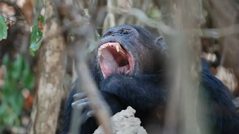 Kanibalisme simpanse (0)