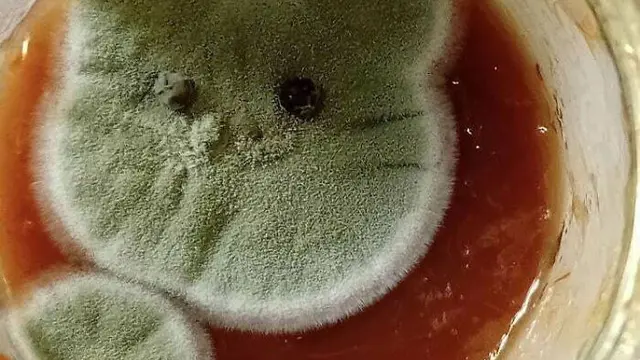Jamur di Makanan Basi Ini Estetik