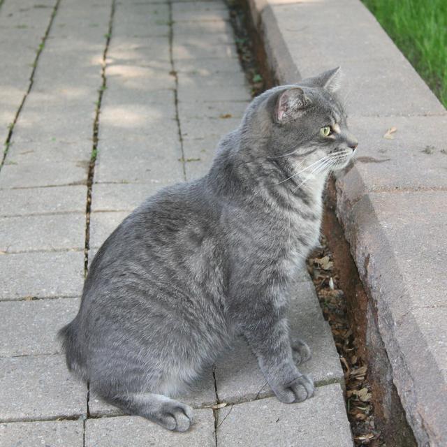 Manx