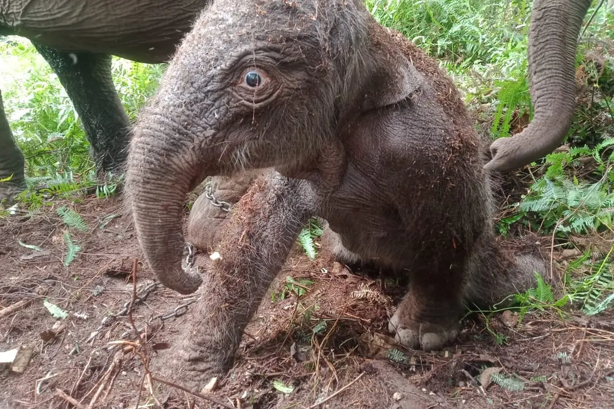 Selamat, Seekor Bayi Gajah Sumatera Lahir di Taman Nasional Tesso Nilo