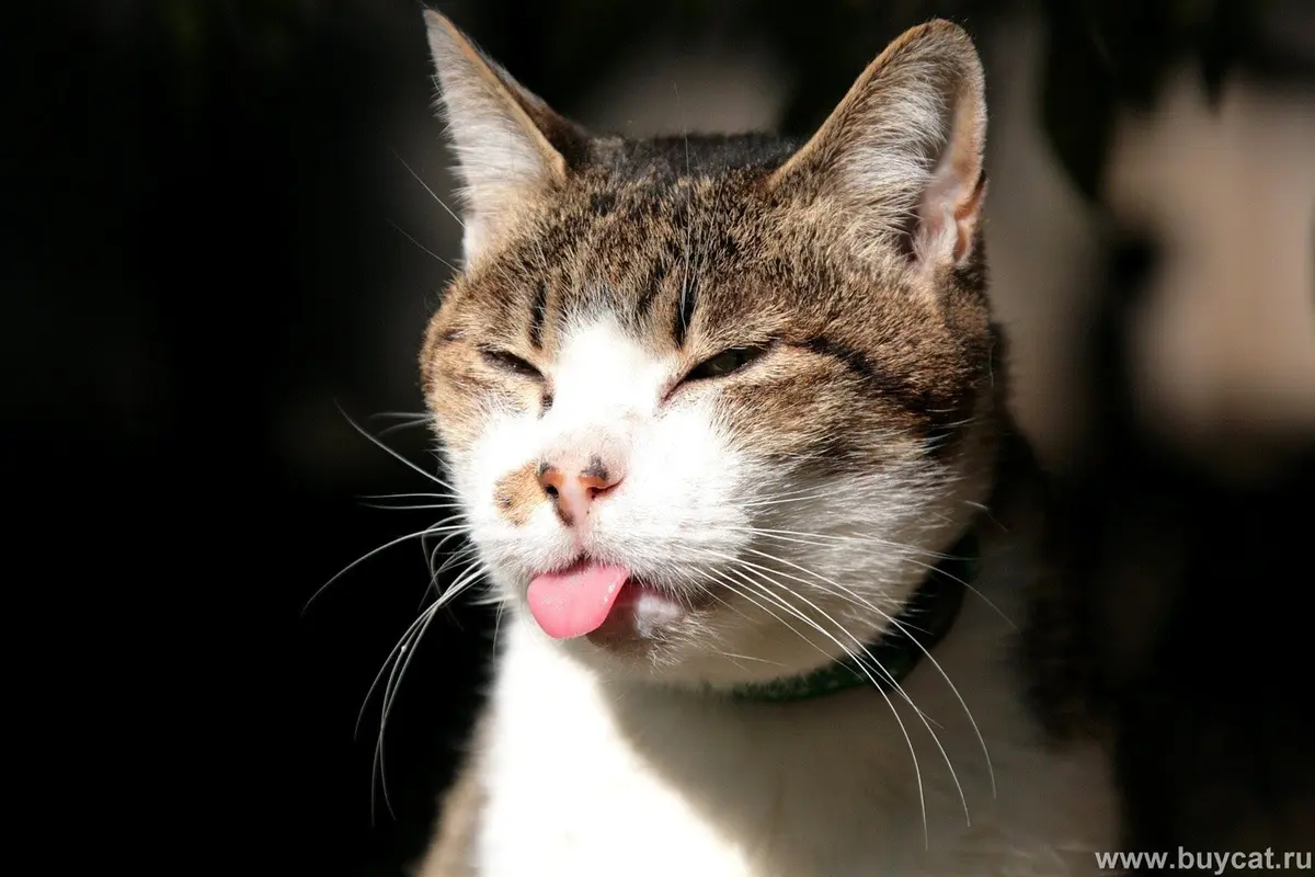 Ini Deretan Kucing Nyengir yang Bikin Kamu Gemas Tanpa Akhir
