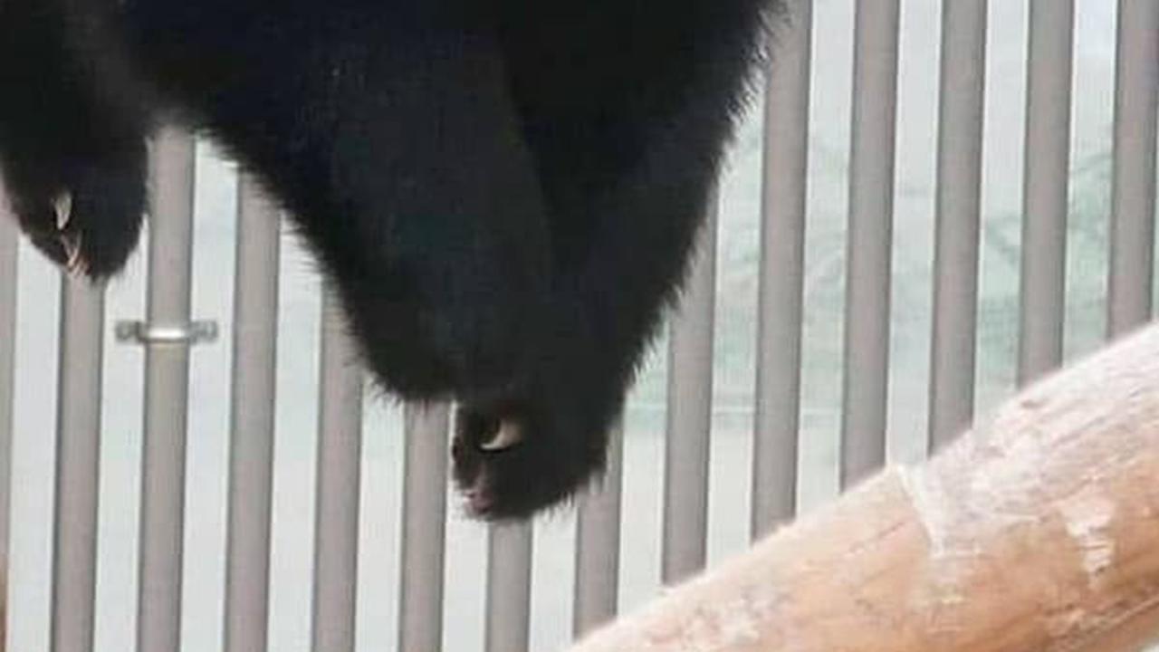 16 Maret Merayakan Hari Panda Nasional, Ini Tujuannya