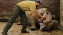 Petugas bersiap memotong cula badak putih bernama Pamir di kebun binatang Dvur Kralove, Ceko, 20 Maret 2017. Kebun binatang ini memotong cula 21 ekor badak koleksinya agar tak menjadi incaran pemburu cula. (Simona Jirickova/Zoo Dvur Kralove via AP)