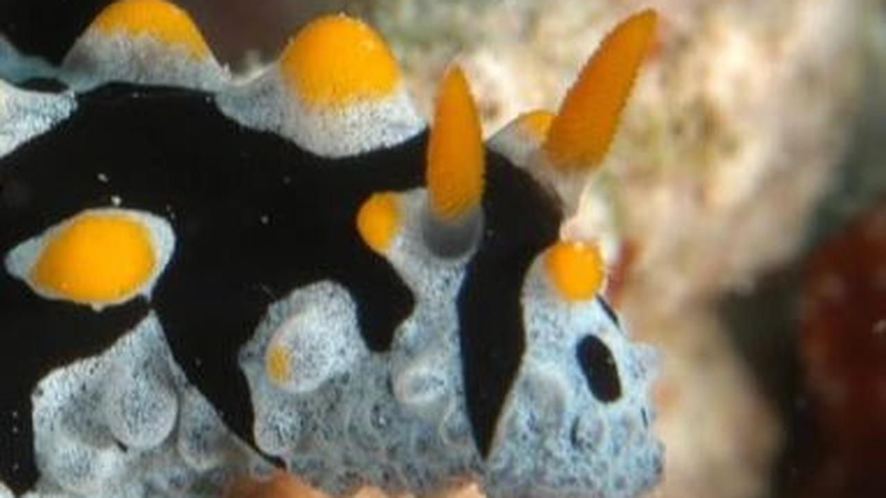 3. Nudibranchs (Nudibranchia)<br>