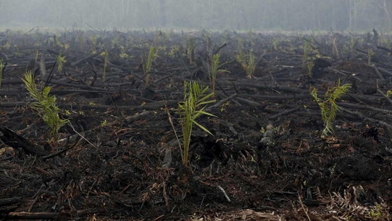 Ini bibit sawit yang muncul di hutan bekas kebakaran Palangkaraya