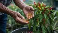 Cara Membuat Perangsang Buah Alami untuk Cabai agar Berbuah Lebat dan Tidak Mudah Rontok