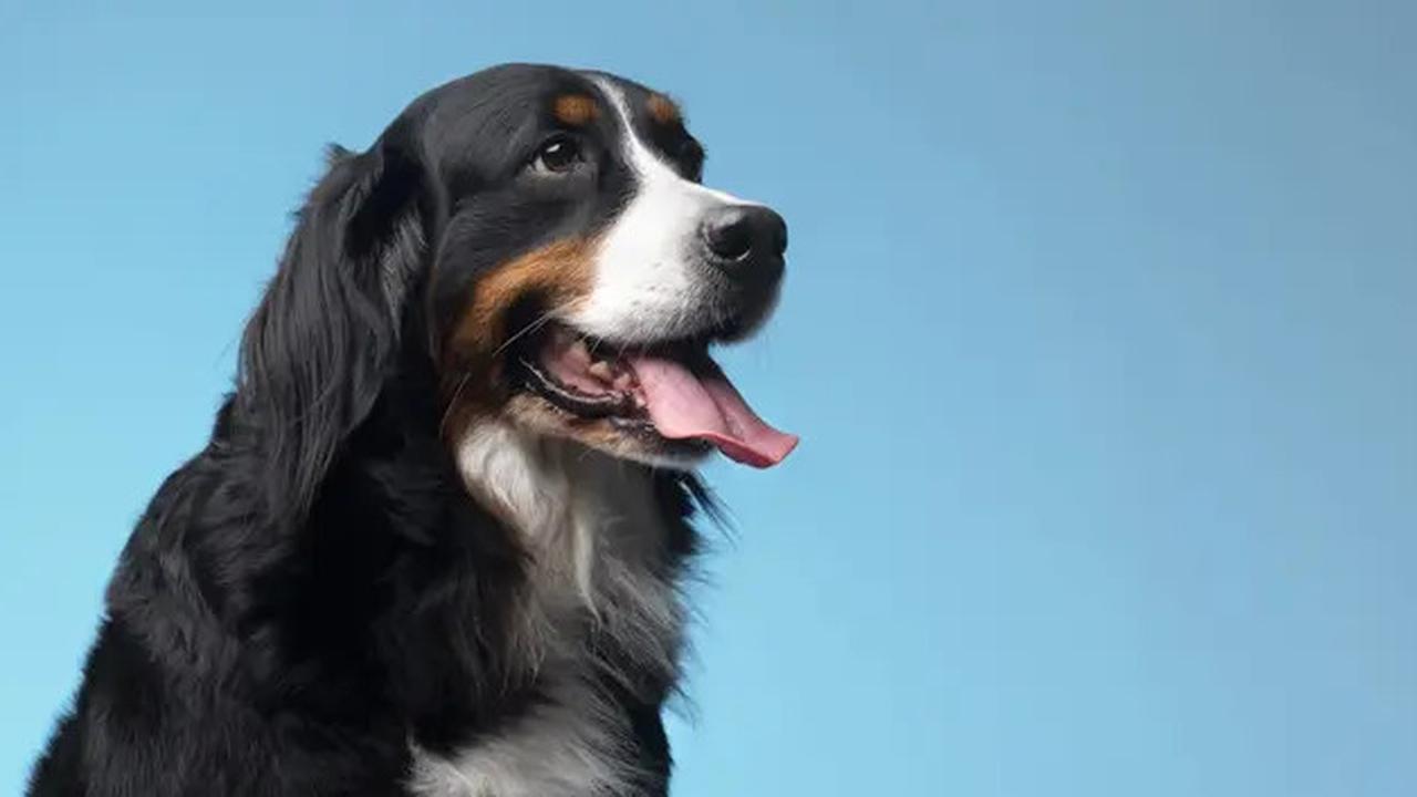 Anjing Peliharaan di China Mati Tertabrak Mobil, Lalu Dimakan Pekerja Konstruksi Jalan Raya