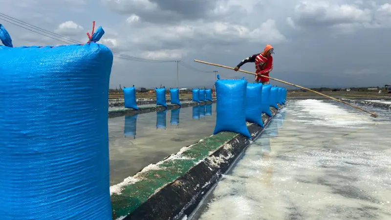 Ironi Petambak Garam Cirebon, Terpuruk di Tengah Panen Raya