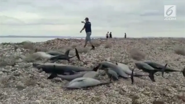 Peristiwa langka terjadi di Pantai  Baja California Sur, Meksiko. Puluhan lumba-lumba mati terdampar di pantai tersebut.