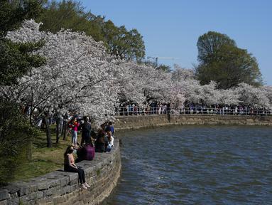 Warga menikmati pohon sakura Yoshino yang sedang mekar penuh di sekitar Tidal Basin di Washington, Selasa (30/3/2021). Festival Bunga Sakura Nasional 2021 merayakan pemberian asli 3.000 pohon sakura dari kota Tokyo kepada masyarakat Washington di 1912. (AP Photo/Susan Walsh)