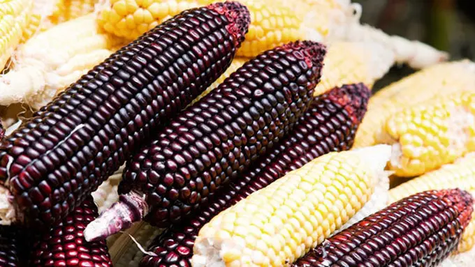 Courtesy ShutterStock.com