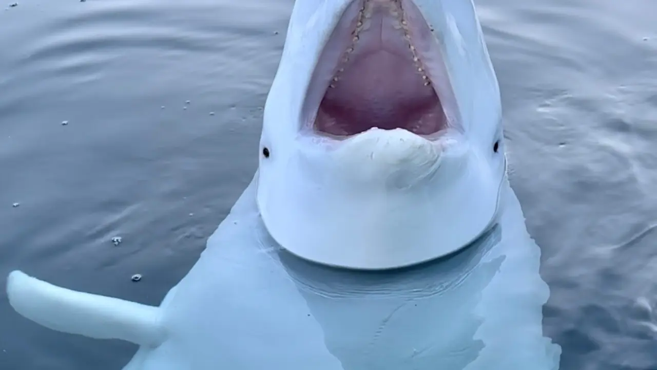 Kisah Paus Beluga Mata-Mata Rusia yang Bikin Norwegia Keluarkan Larangan untuk Mendekatinya