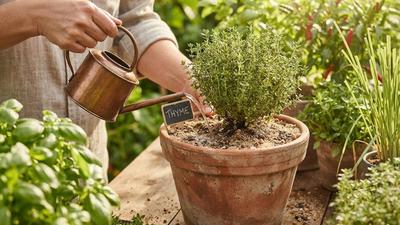 Cara Menanam Thyme untuk Kebun Dapur di Iklim Tropis, Siap Panen Sepanjang Tahun