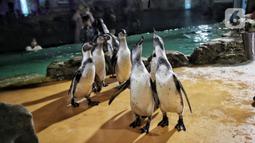 Petugas memberi pakan bayi penguin di Ocean Dream Samudra, Ancol, Jakarta Utara, Senin (13/3/2023).  Sebanyak 5 bayi penguin Humbolt menetas di dalam habitat oleh lembaga konservasi Taman Impian Jaya Ancol setelah kedatangan pertama kalinya tahun 2019 dari total 15 penguin yang berada disana. (merdeka.com/Iqbal S Nugroho)