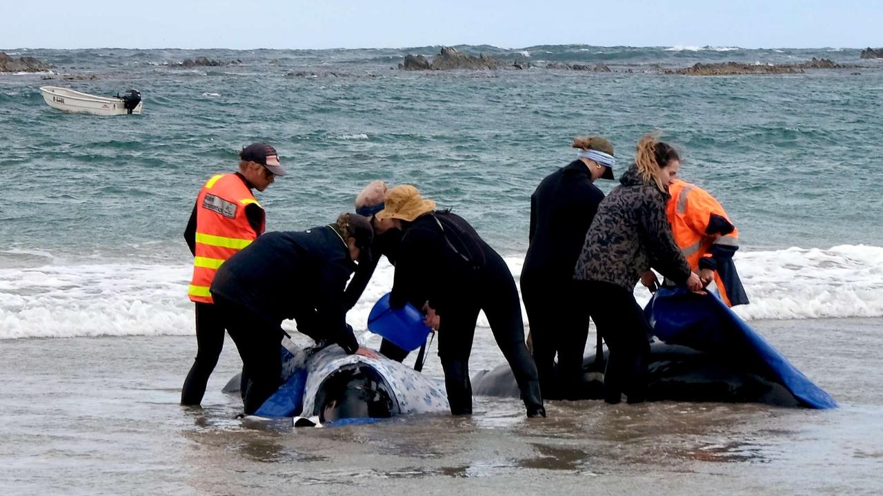 Ratusan lumba-lumba terdampar di pantai Australia