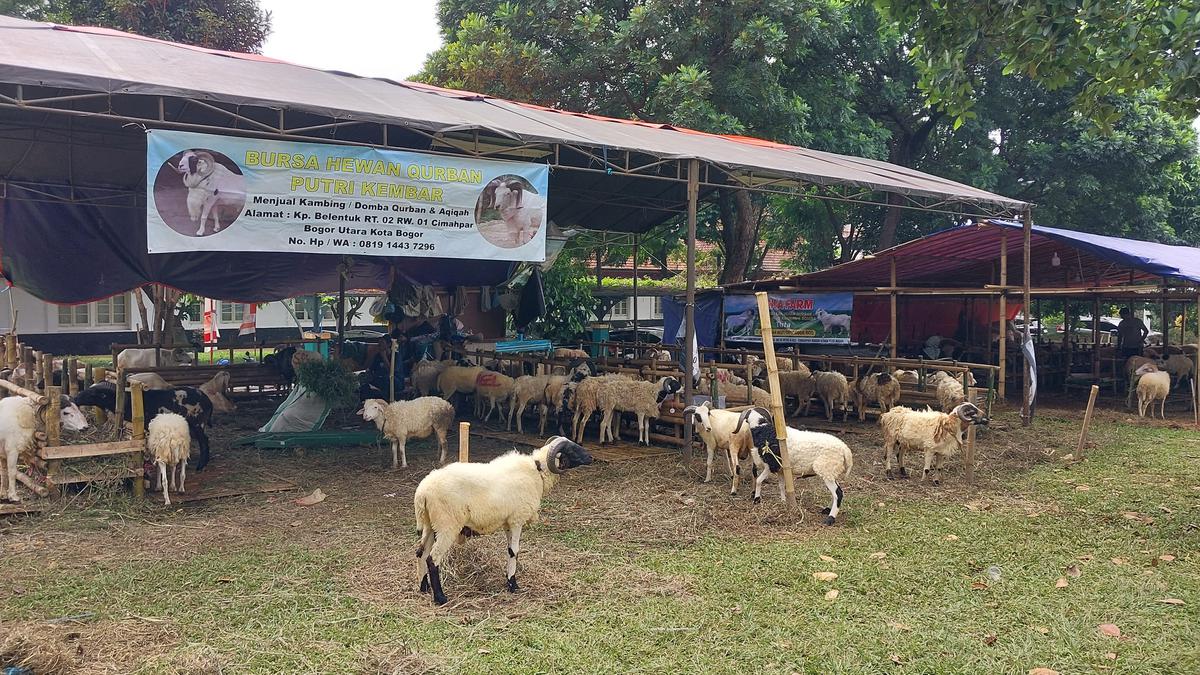 Hewan Kurban Laris Manis Jelang IdulAdha, Begini Kriteria Paling Dicari