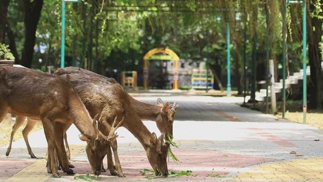 Taman Balekambang Solo