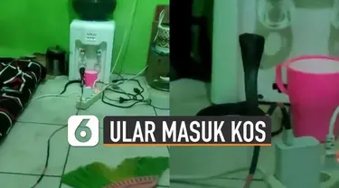 Selalu rutin bersihkan kamar kamu ya Guys, supaya hal serupa tak terjadi.