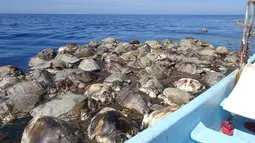 Bangkai penyu laut yang mati di parairan dekat Puerto Escondido, Meksiko, (28/8).  Otoritas Meksiko akan mengungkap siapa yang harus bertanggung jawab atas kematian ratusan penyu laut langka ini. (AP Photo/Jose Ignacio Santiago Martinez)