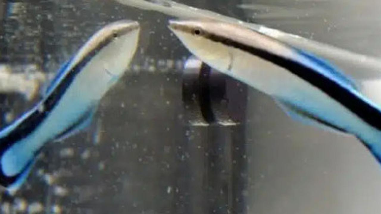 Berjasa Selamatkan Biota Laut, Ketahui Fakta Unik Tentang Dokter Ikan