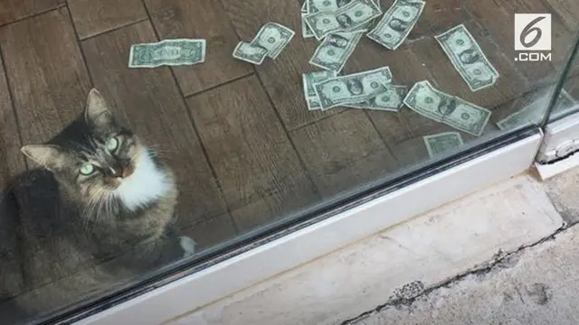 Cashnip adalah kucing yang dermawan. Ia menyumbangkan uang untuk para tunawisma. Begini cara kucing ini mendapatkan uangnya sendiri.
