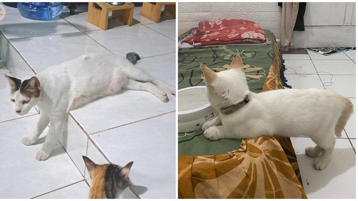 6 Potret Kucing Duduk tapi Berdiri Ini Bikin Heran, Bersantai dengan Gaya Absurd
