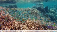 Pemandangan Pantai Sabang Tende dari atas di Kabupaten Toli-Toli, Provinsi Sulawesi Tengah. (dok. pariwisata.tolitolikab.go.id)