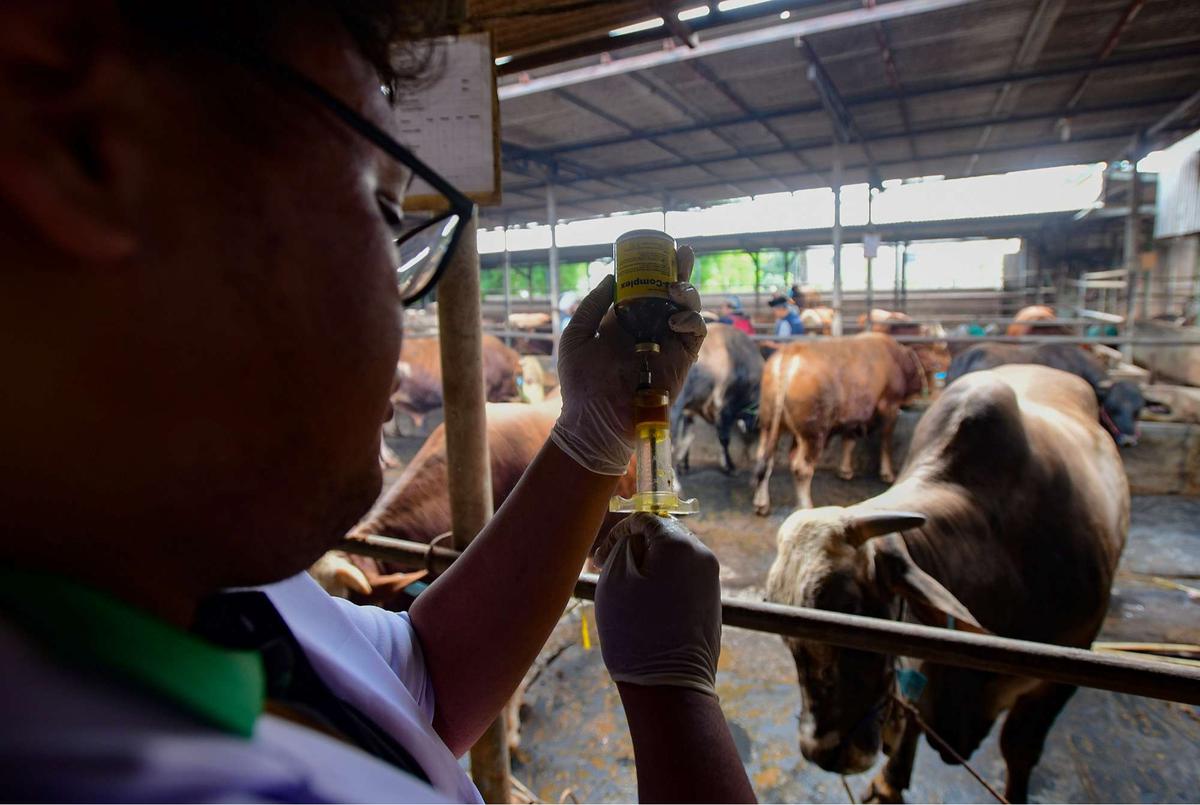 Pemeriksaan kesehatan hewan kurban jelang Iduladha