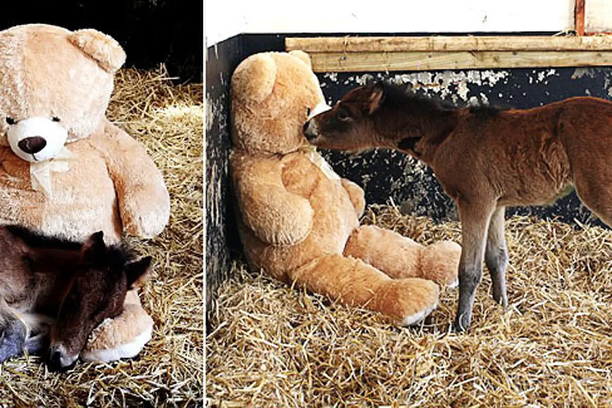 Breeze dan boneka beruang (c) dailymail.co.uk