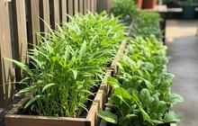 7 Ide Desain Kebun Sayur Rumahan yang Praktis untuk Menanam Kangkung dan Bayam