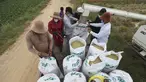 Petani mengisi karung dengan beras dari mesin perontok saat musim panen padi di desa Samroang Tiev, di luar Phnom Penh, Kamboja, Rabu (27/10/2021). Warga Kamboja mulai memanen padi di akhir musim hujan. (AP Photo/Heng Sinith)
