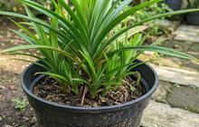 7 Cara Membuat Pandan Cepat Mengeluarkan Banyak Tunas dari Satu Pot, Coba Tips Ini di Rumah