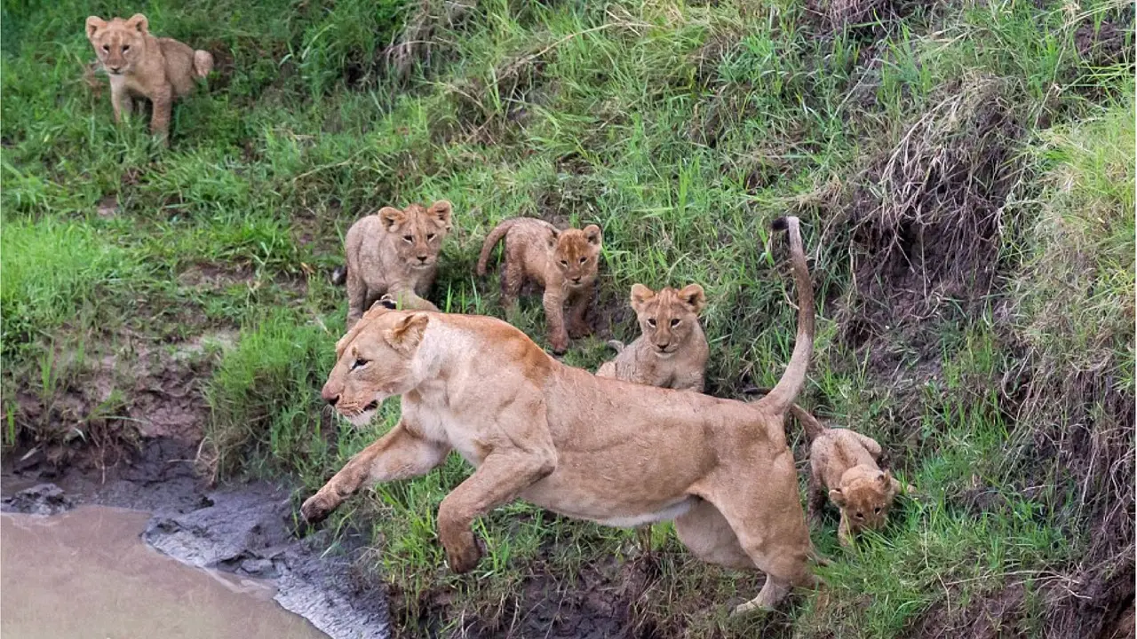 Anak-anak singa di Hutan. (Paul Goldstein/ Daily Mail)