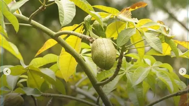 Pachira atau pohon uang