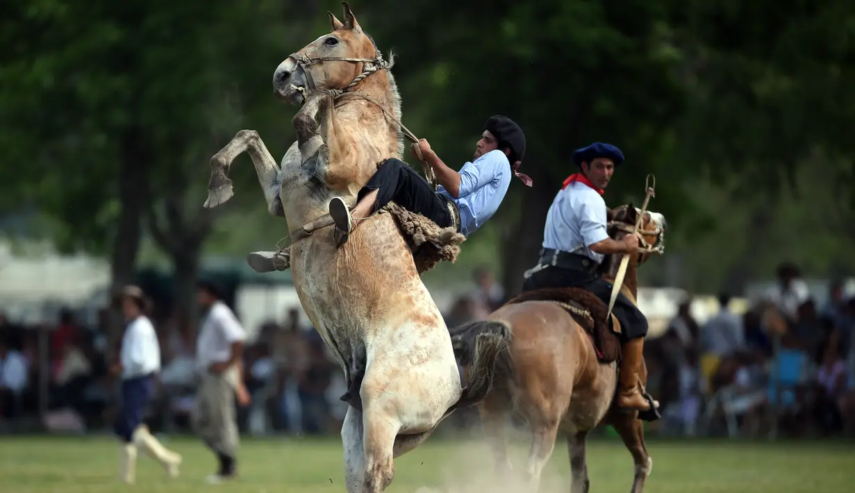 Para gaucho atau koboi menunggangi kuda liar saat kompetisi rodeo di San Antonio de Areco , Argentina, Minggu (8/11). Dalam acara ini, para gaucho atau koboi saling bersaing menunjukkan keahlian mereka menunggangi kuda liar. (AFP PHOTO / Eitan Abramovich)