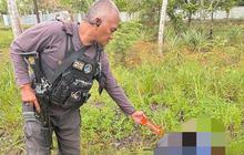 KKB Beraksi Lagi di Dekai, Warga Tak Bersalah Dibunuh Sadis