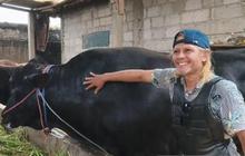 Menengok Sambo, Sapi Seberat 1,5 Ton dari Tangerang Pilihan Presiden Prabowo untuk Berkurban