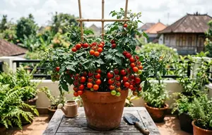 10 Cara Membuat Tanaman Tomat Pendek tapi Rajin Berbuah di Pot dan Panen Lebat