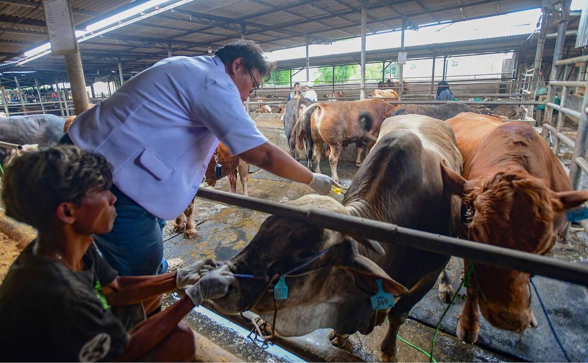 Pemeriksaan kesehatan hewan kurban jelang Iduladha
