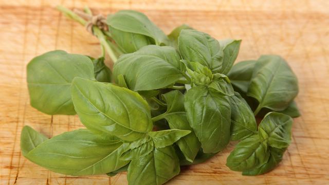 Ilustrasi daun kemangi