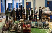 Bea Cukai Langsa Gagalkan Ekspor Ilegal Satwa Dilindungi, Ratusan Hewan Langka Terselamatkan