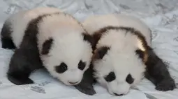 Dua anak panda "Meng Yuan" (kiri) dan "Meng Xiang" diperlihatkan kepada media setelah mereka diberi nama di kebun binatang Zoologischer Garten di Berlin (9/12/2019). Dengan pinjaman dari Tiongkok, Meng Meng dan Panda jantan Jiao Qing tiba di Berlin pada Juni 2017. (AFP/Odd Andersen)