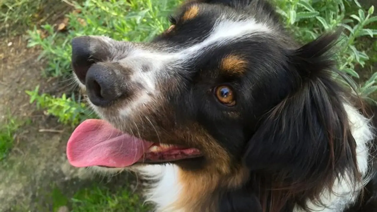 Anjing Unik Berhidung 2 yang Banyak Penggemar