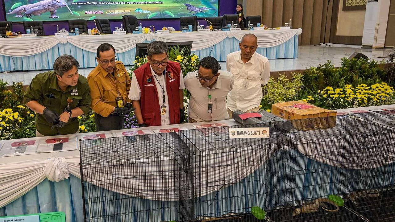 FOTO: Terungkap Harga Anakan Komodo Rp 500 Juta/ Ekor di Perdagangan Ilegal
