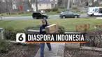 diaspora indonesia