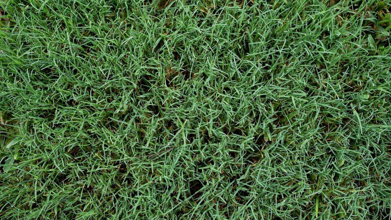 5. Rumput Bermuda
