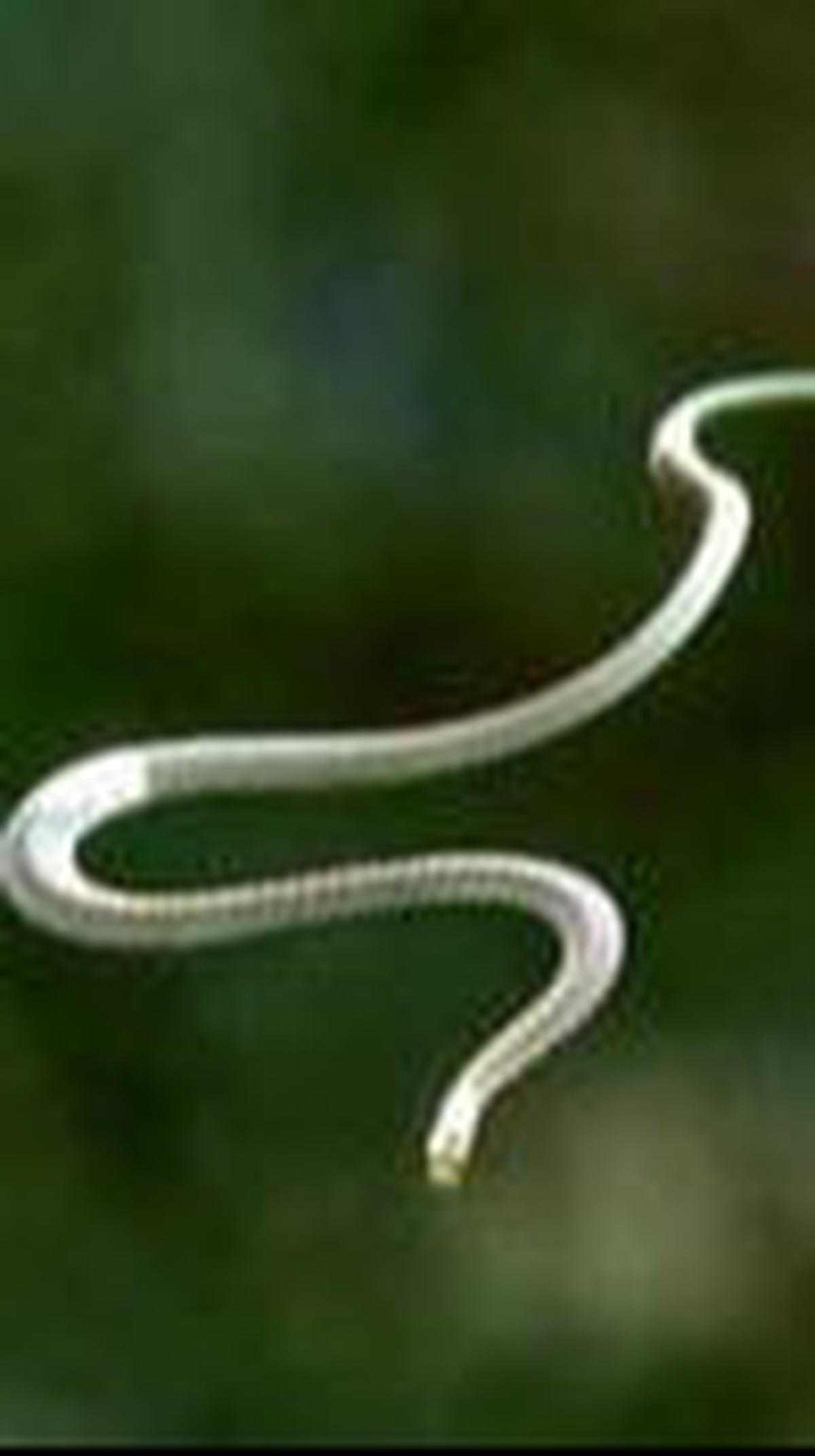 <b>Ular Terbang, Mampu Terbang Sangat Gesit</b>